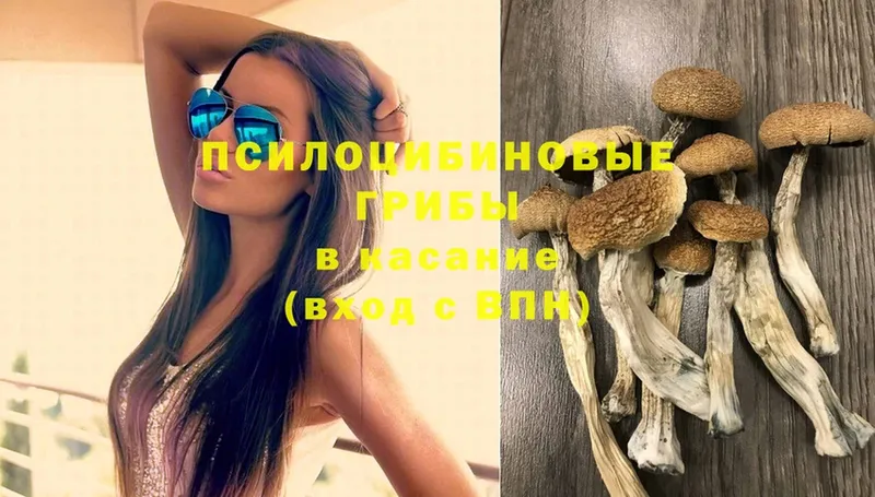 Галлюциногенные грибы Psilocybe  как найти наркотики  Курган 